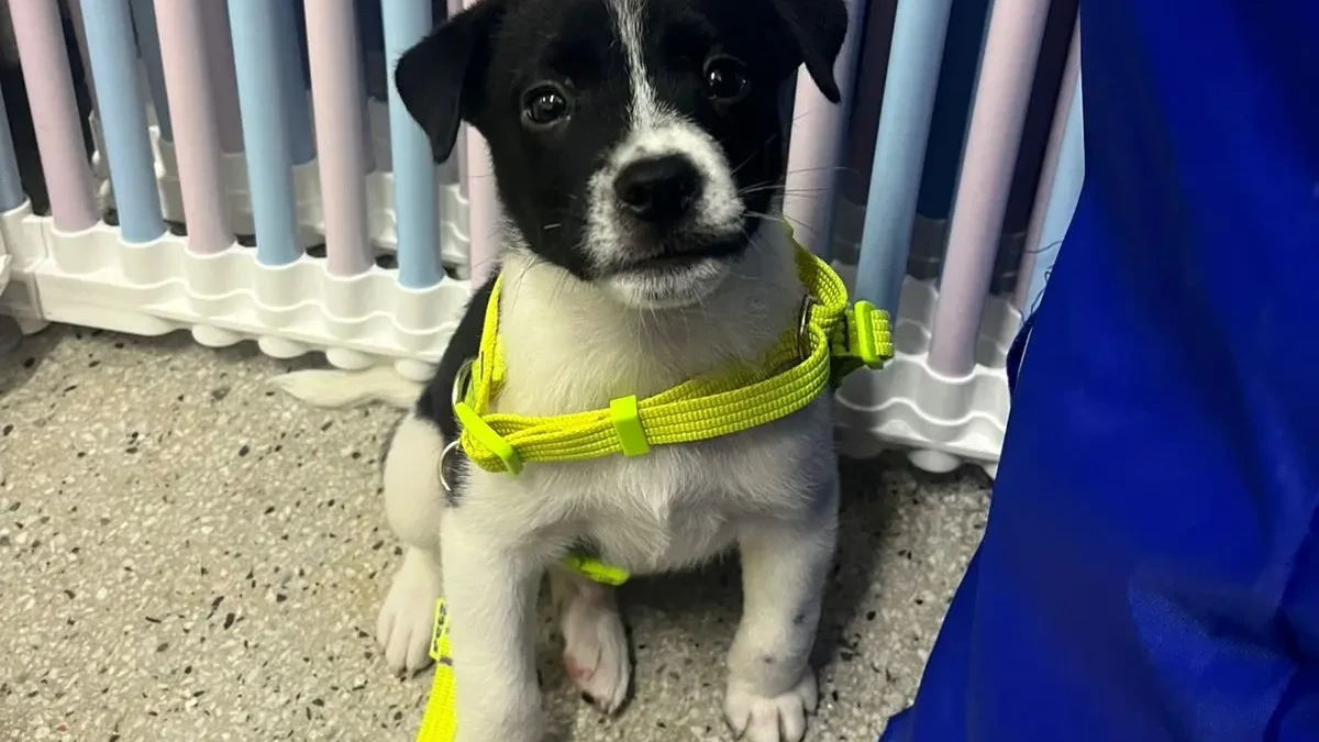 Adoção de Pets em Aparecida de Goiânia: Garanta Seu Novo Amigo no Evento "Deu Match com Meu Pet"