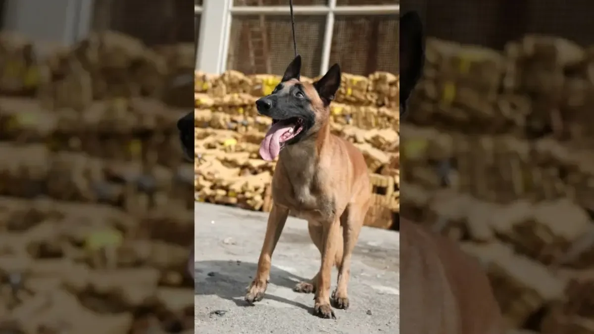 Cão 'Hulk' quebra recorde nacional ao farejar 48 toneladas de maconha em bunker no Rio