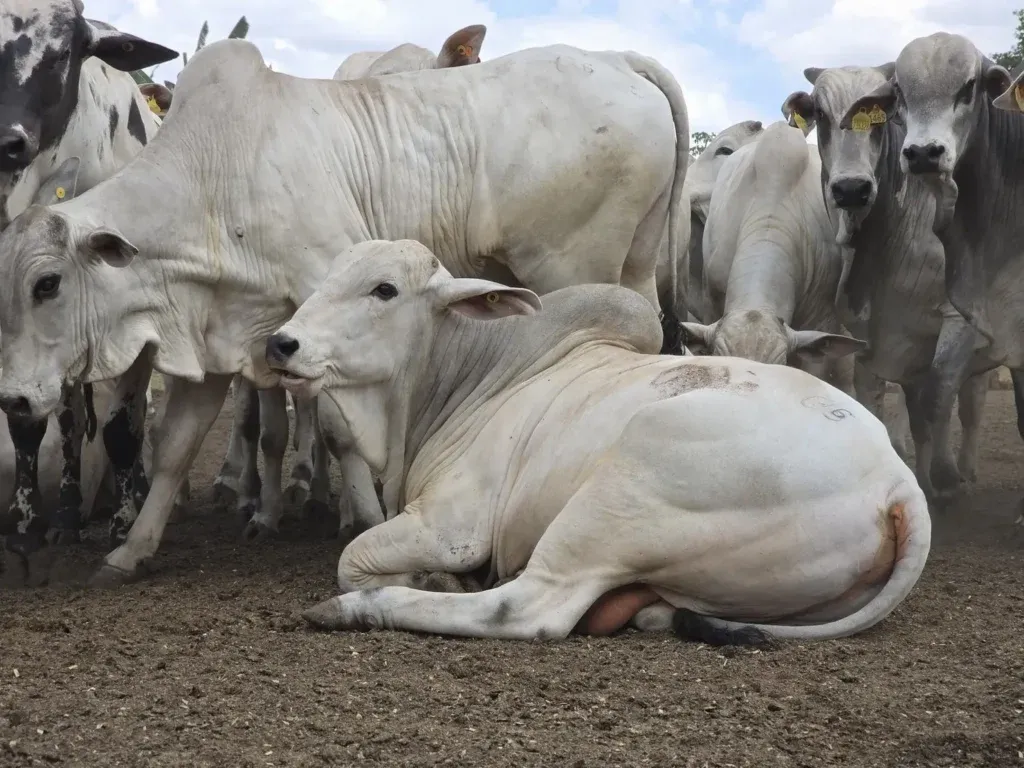 Carne bovina brasileira entra na cota chinesa com tarifa de 67% a partir desta quinta