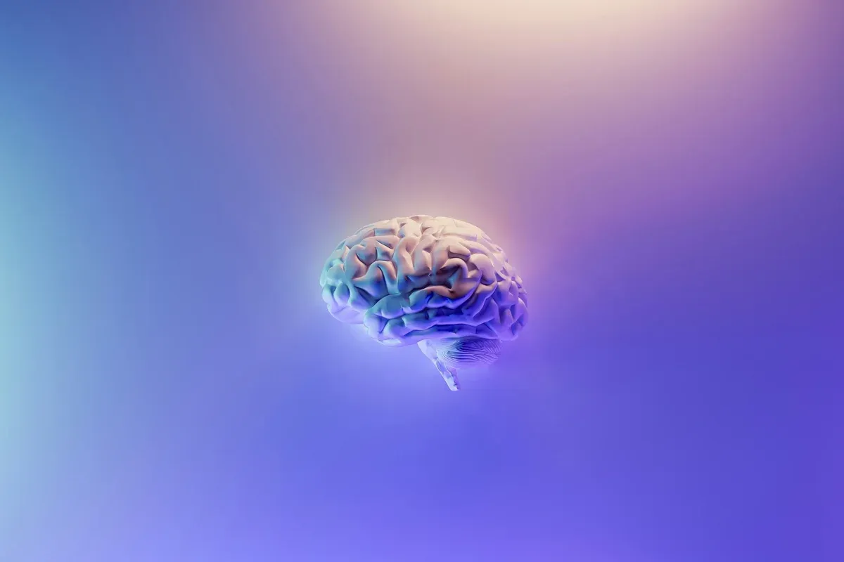 Organoides cerebrais conectados em rede exibem aprendizado básico em laboratório